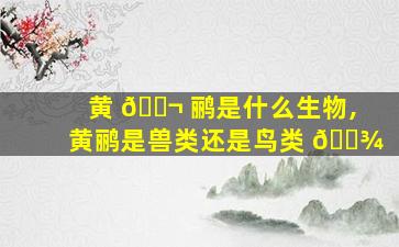 黄 🐬 鹂是什么生物,黄鹂是兽类还是鸟类 🌾